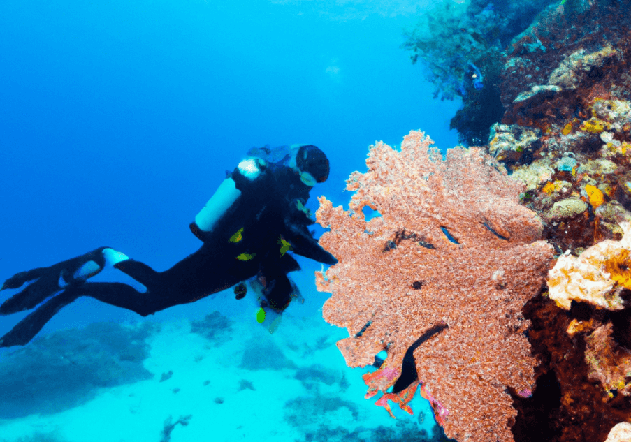 Active Reef Conservation Efforts in Florida